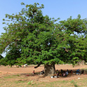 baobab